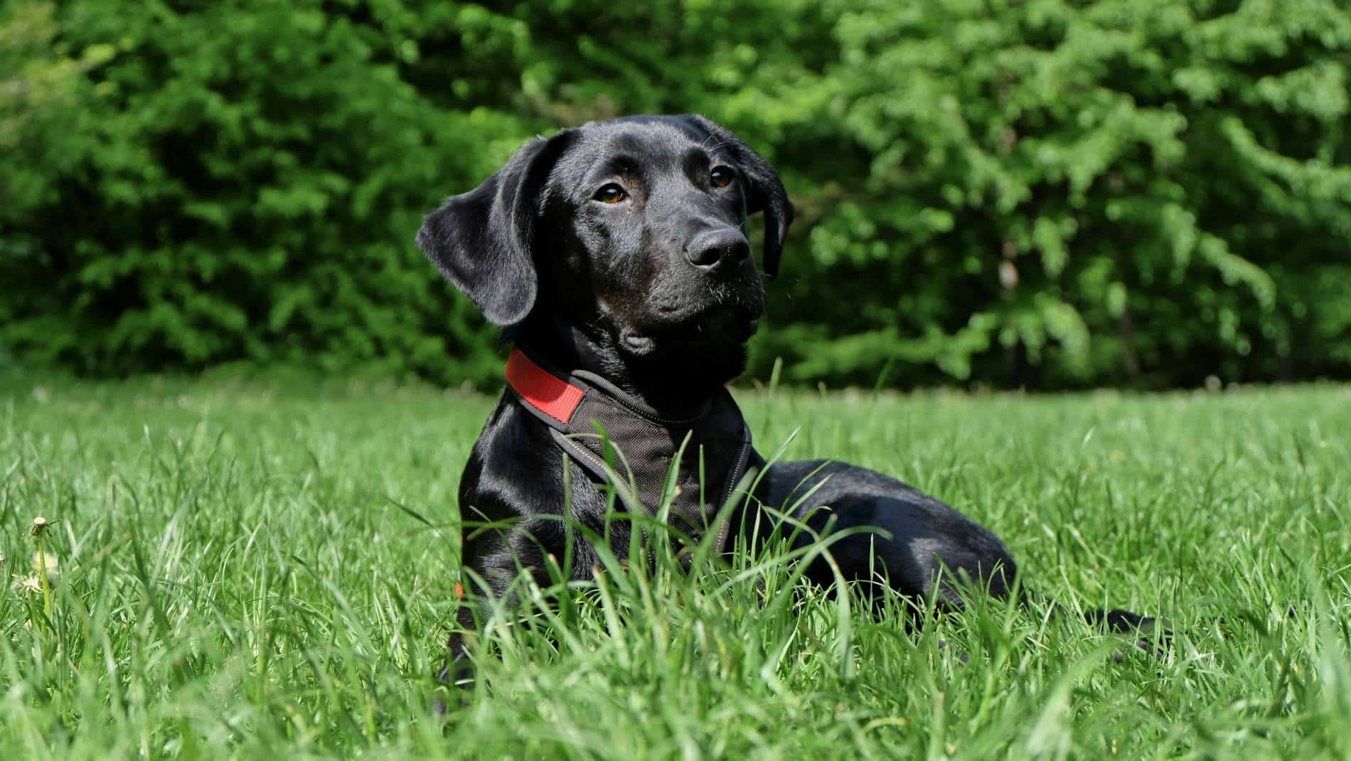 Black dog sitting in the grass in a park
